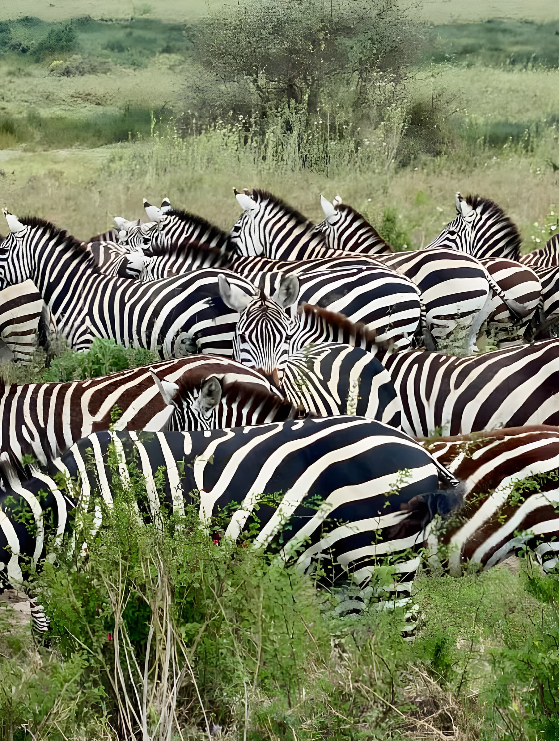 5 Days Fly-In Fly-Out Serengeti Safari