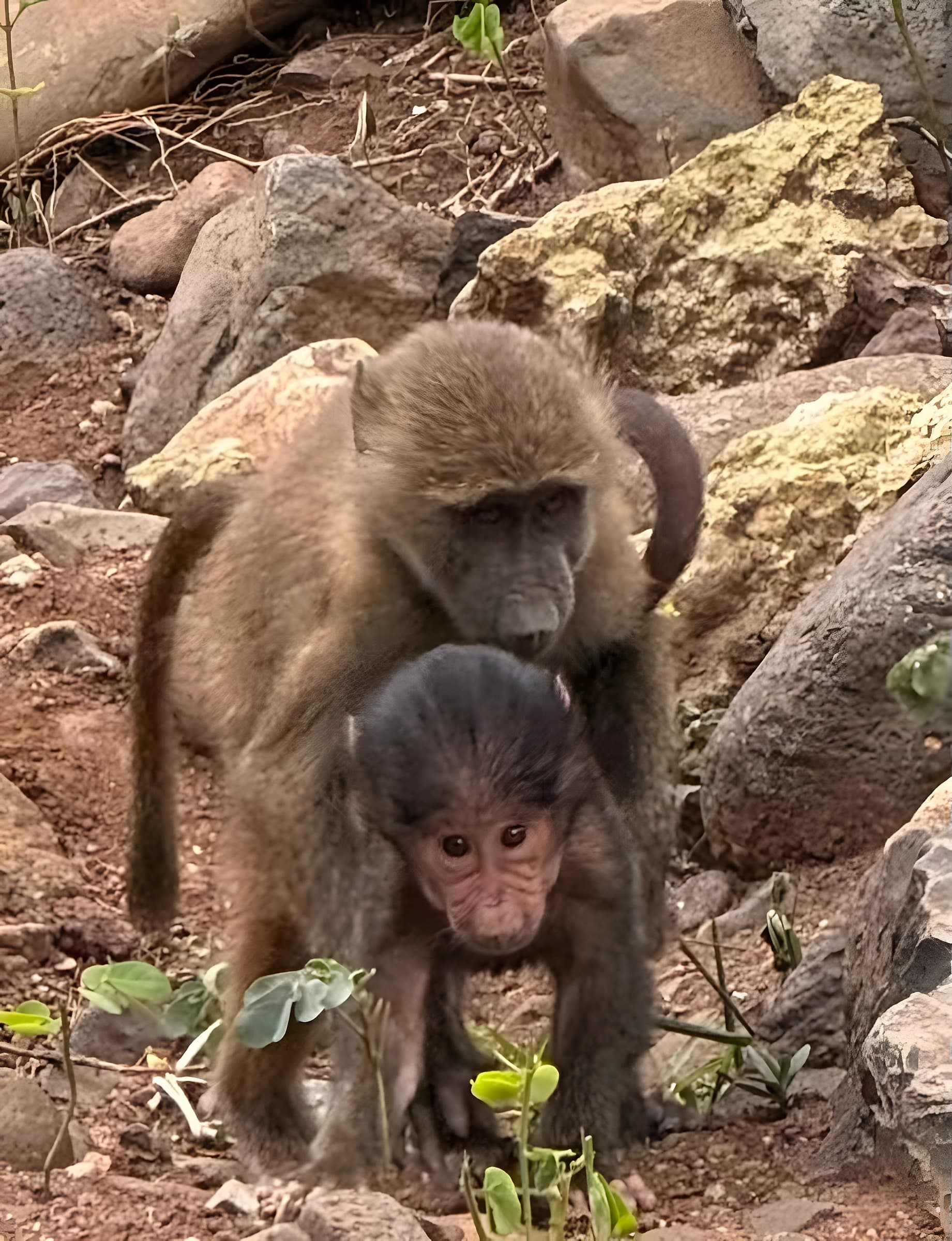 Arusha National Park photo 2