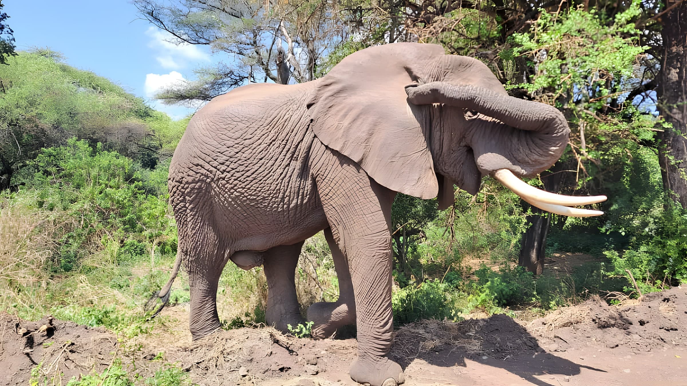 Tarangire-Nationalpark photo 4