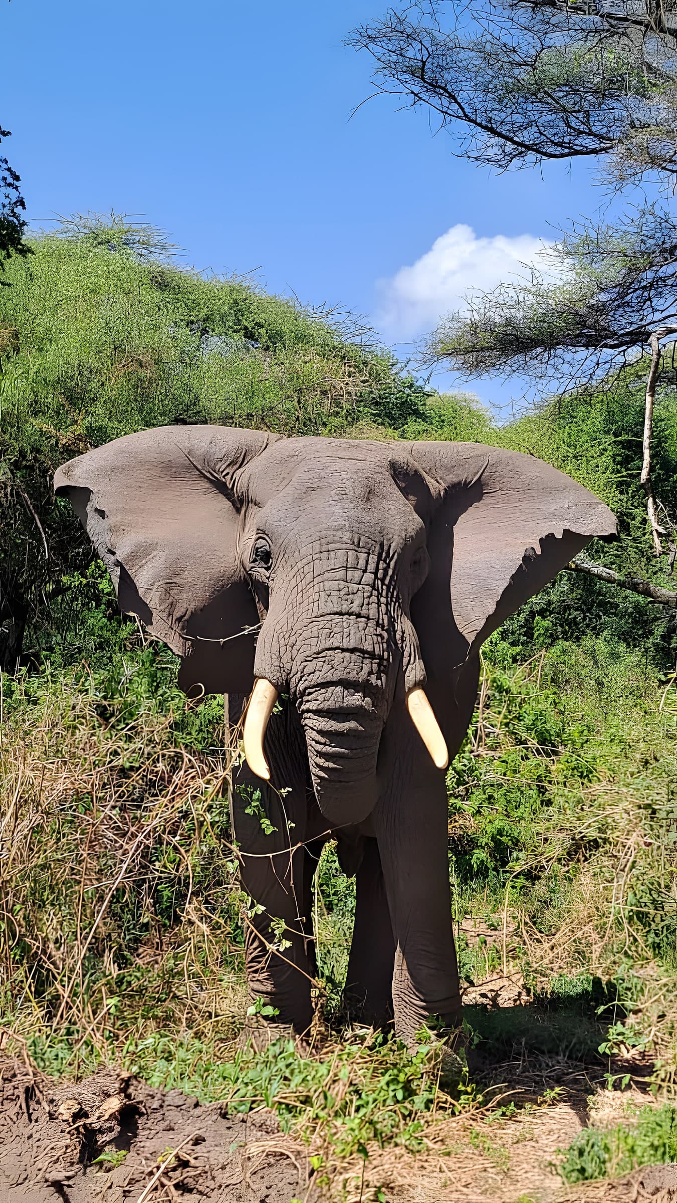 Tarangire-Nationalpark photo 3