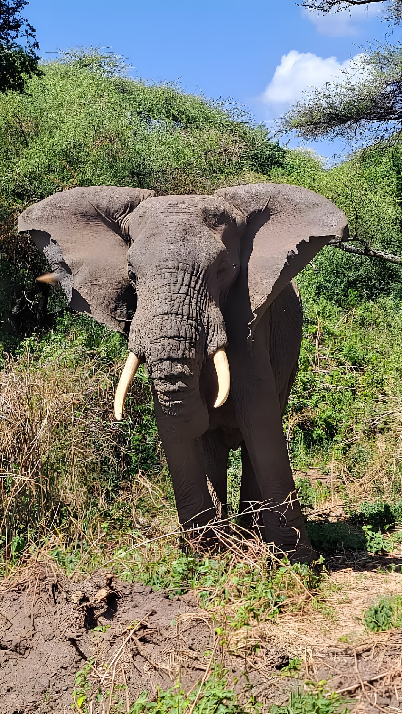 4 Days Tanzania Safari Extension photo 2