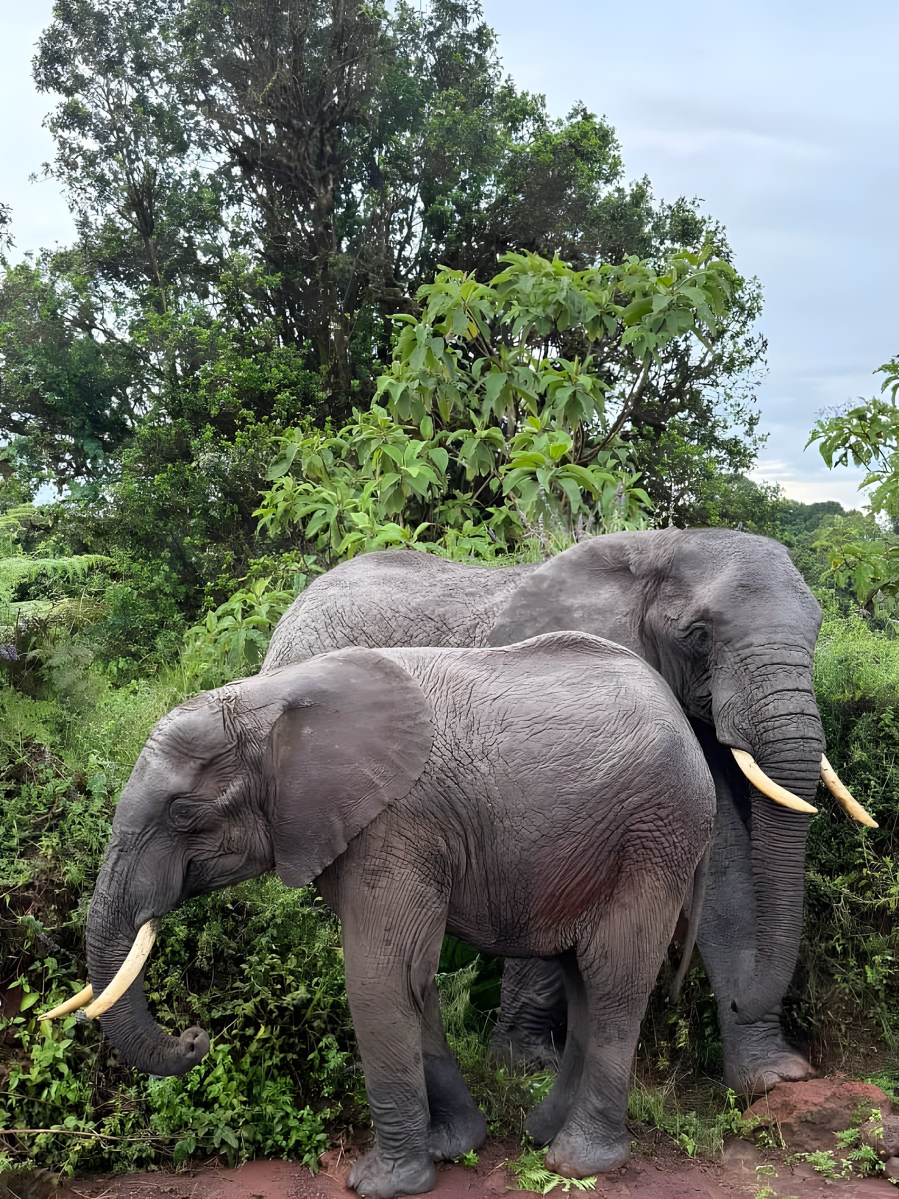 Tarangire-Nationalpark photo 2