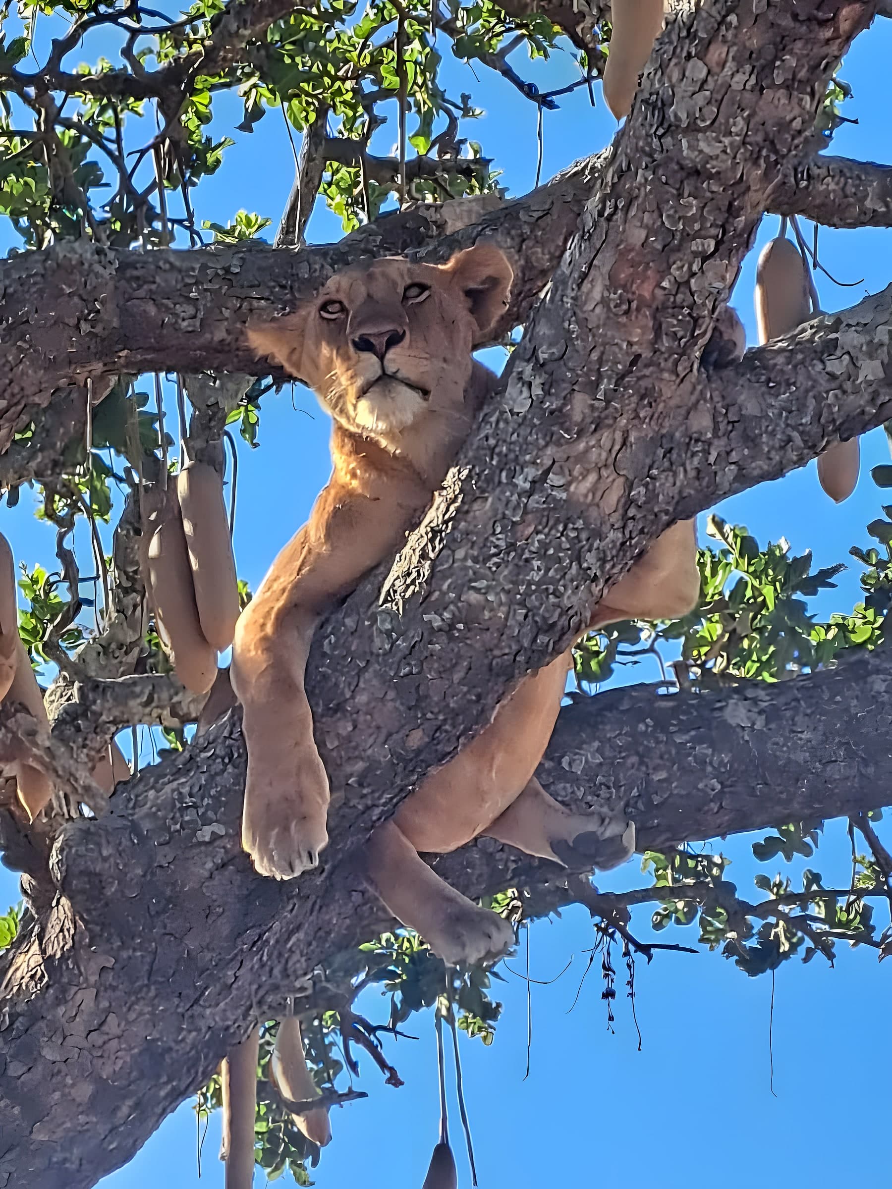 Lake Manyara National Park photo 2