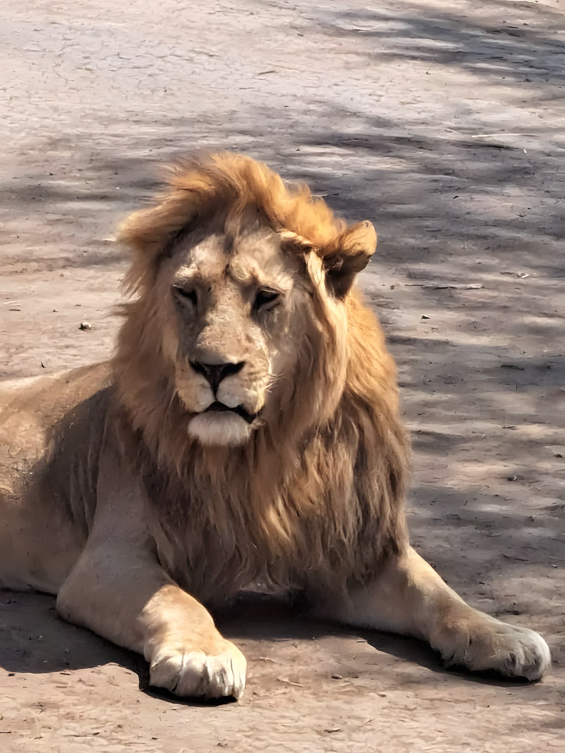 A male lion resting in the Serengeti, photographed on one of our safaris