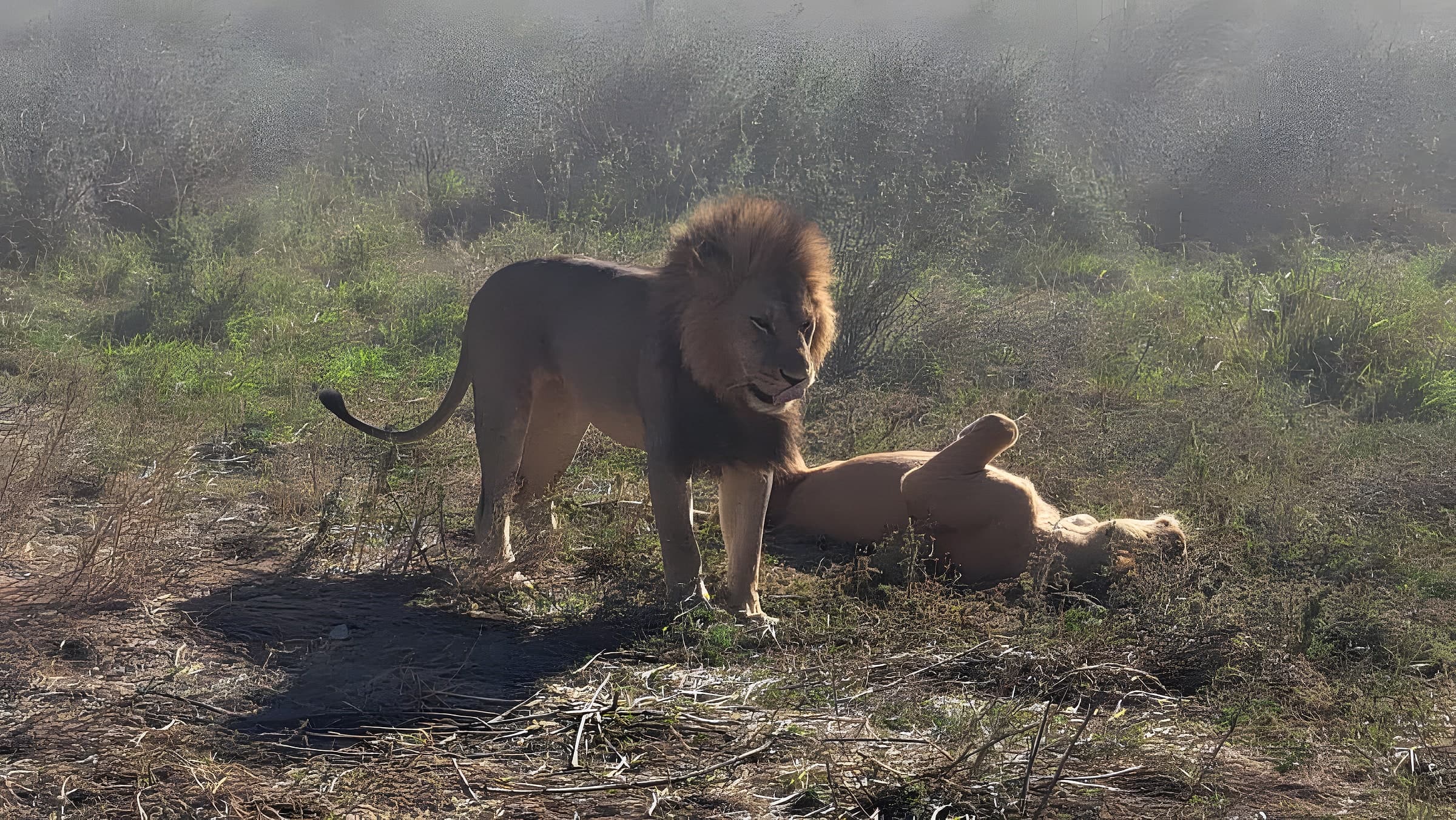 Lions in golden evening light on safari
