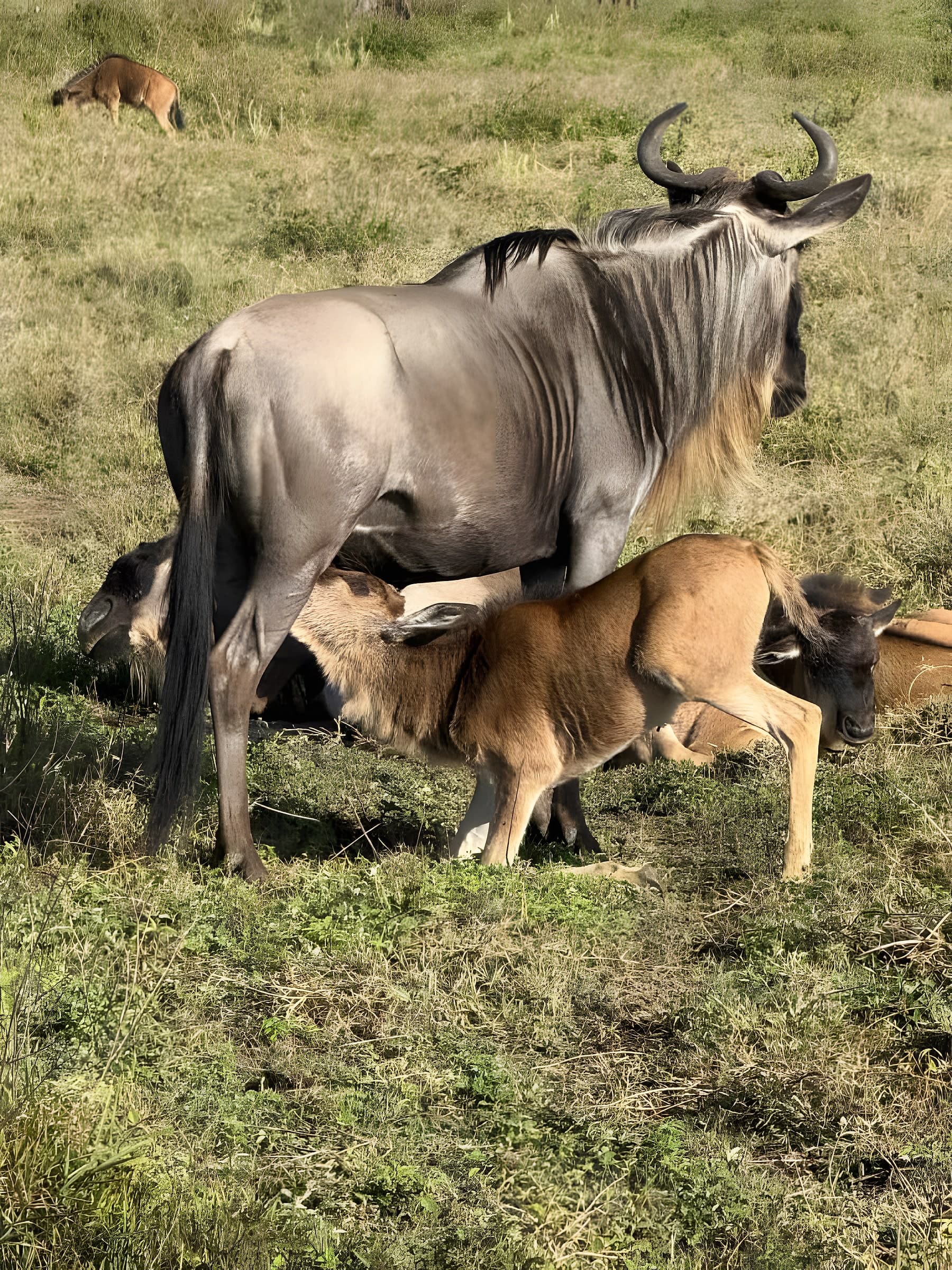 When to See the Great Migration: A Month-by-Month Guide